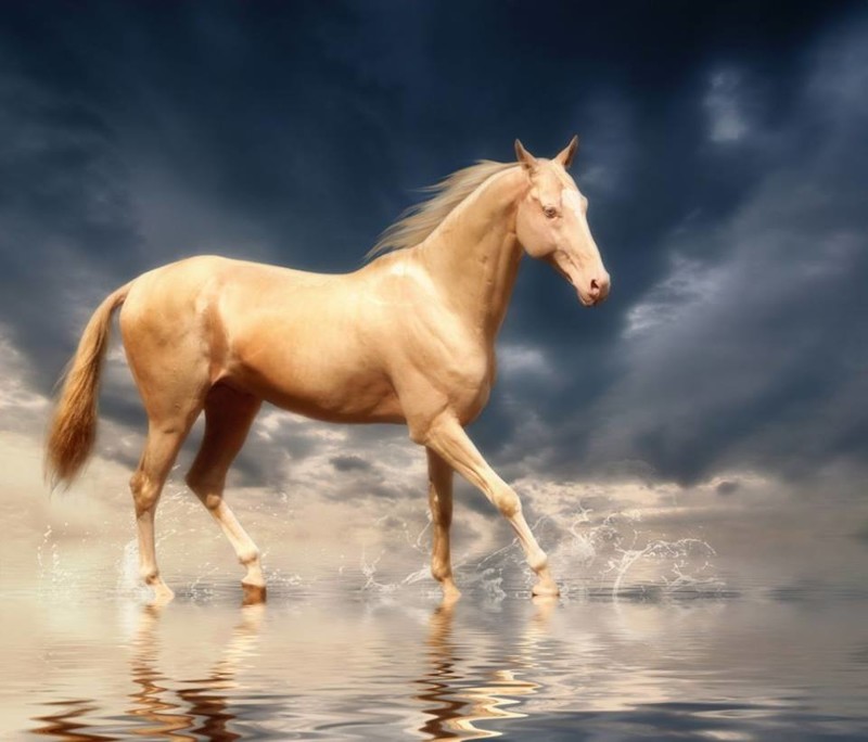 Одна из самых красивых лошадей в мире: Ахал-Теке