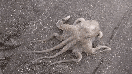 Осьминог спрятался в песок
