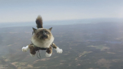 Полет кота с парашютом