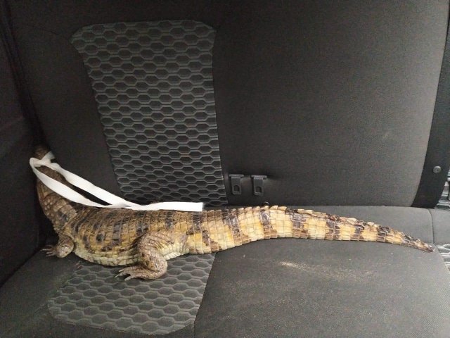 Крокодил в машине Жителя Волгоградской области