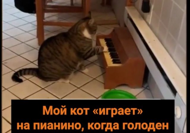 Кот научился играть на пианино, выпрашивая еду