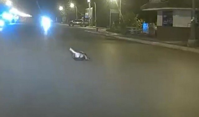 Круче любого боя без правил: схватка питона и кошки в Таиланде попала на видео