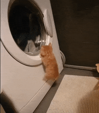 Кот и белье в стиральной машинке
