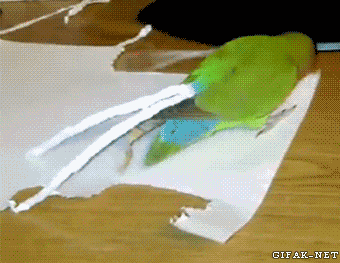Попугай рвет бумагу