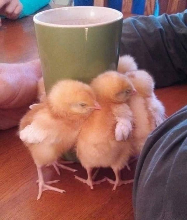 Цыплята греются о чашку