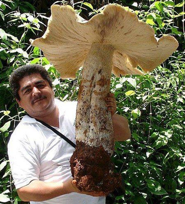 Огромный гриб