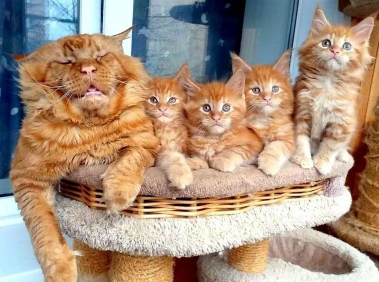 Семейство котов