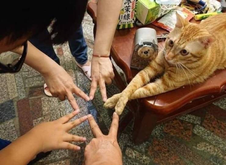 Кот и пальцы
