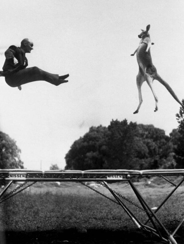 Изобретатель батута Джордж Ниссен, прыгает на своём детище с кенгуру. США, 1960 год.