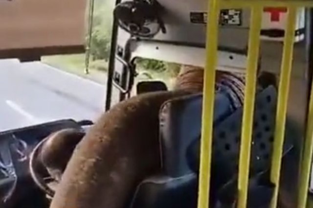 Слон попытался "ограбить" автобус