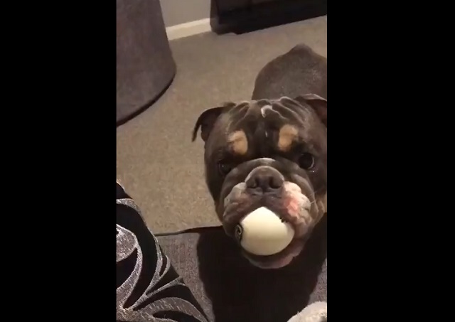Собака, которая играет с мячиком по-своему