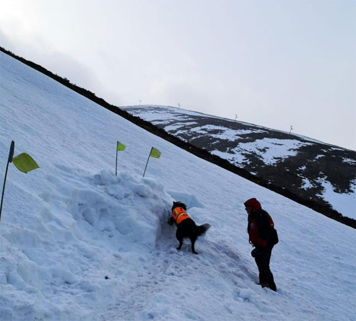 Чтобы проверить, как собака-спасатель будет его спасать, инструктор закопался в снег
