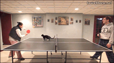 Кот играет в настольный теннис