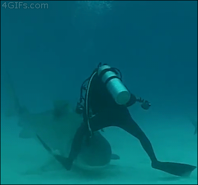 Акула и дайвер под водой