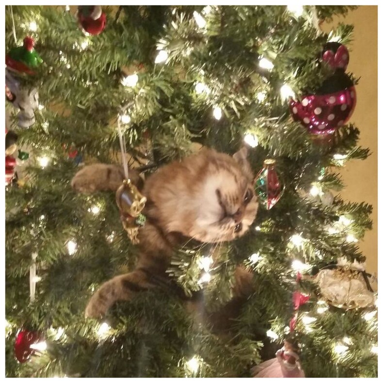 Вы нарядили елку, но кот решил, что нужно раскидать все шарики с новогоднего дерева?