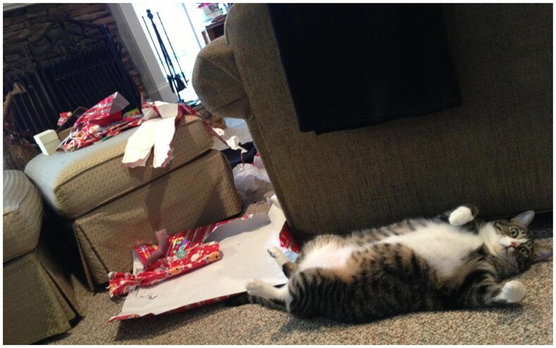 Вы нарядили елку, но кот решил, что нужно раскидать все шарики с новогоднего дерева?