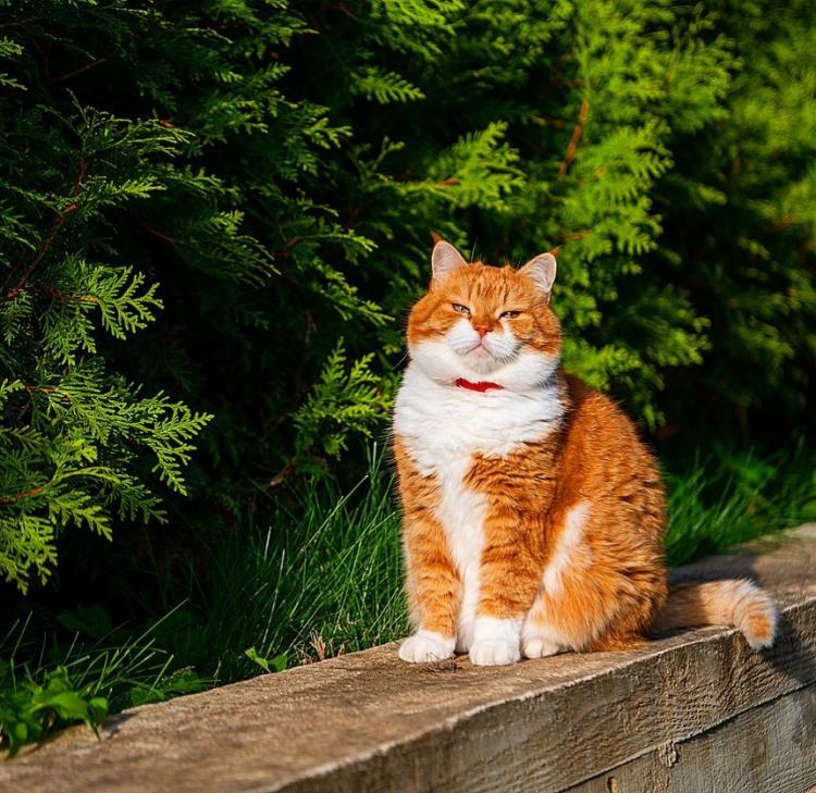 Уникальный случай, когда хозяин – фотограф-профи создает шедевры, снимая своего красавца кота