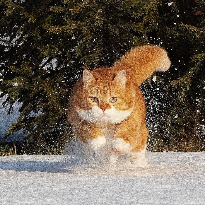Уникальный случай, когда хозяин – фотограф-профи создает шедевры, снимая своего красавца кота