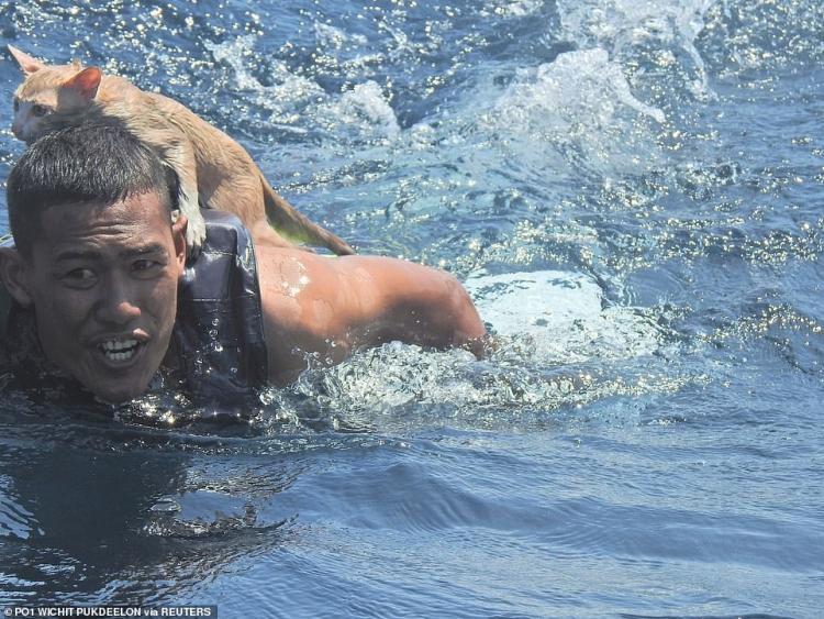 Боец отряда береговой охраны, в критический момент рискнул жизнью и спас четырех кошек с тонущего корабля