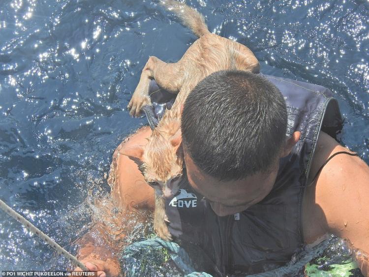 Боец отряда береговой охраны, в критический момент рискнул жизнью и спас четырех кошек с тонущего корабля