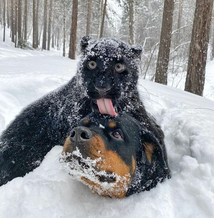 Пантера-сиротка научилась жить в снежной Сибири и подружилась с ротвейлером