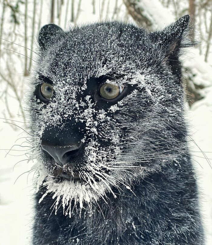 Пантера-сиротка научилась жить в снежной Сибири и подружилась с ротвейлером
