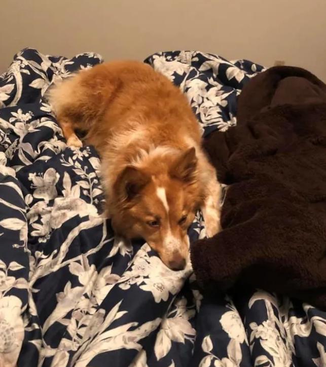 Собаку, которую унес торнадо, нашли через 2 месяца