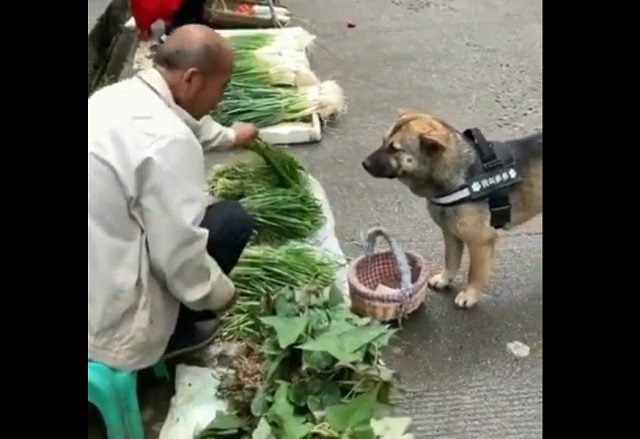 Пес, который ходит на рынок за покупками вместо хозяина