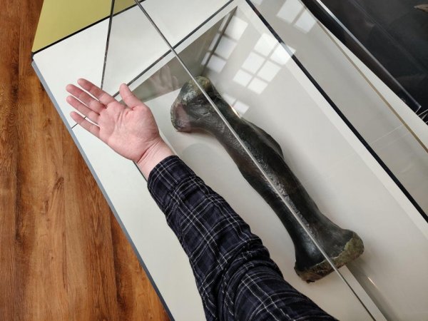 Сравнение плюсневой кости тираннозавра и руки человека ростом 198 см