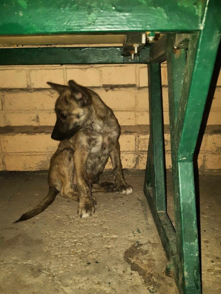 Брошенный щенок-«гиена» был выброшен на улицу детьми…
