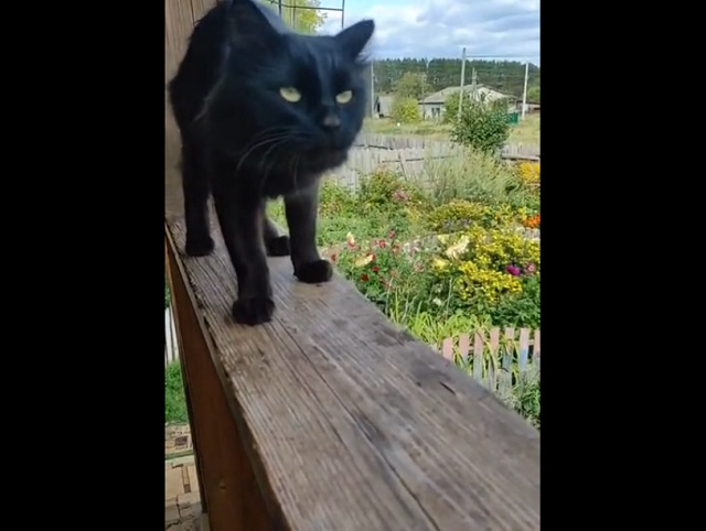 Чернуха - умный и невероятно послушный кот