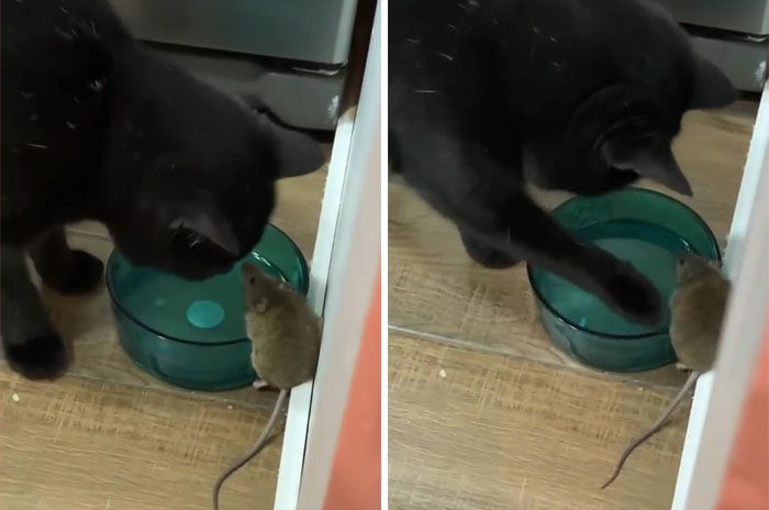Ласковый котик Саймон подружился с мышью, и даже заставил хозяина принять её в дом