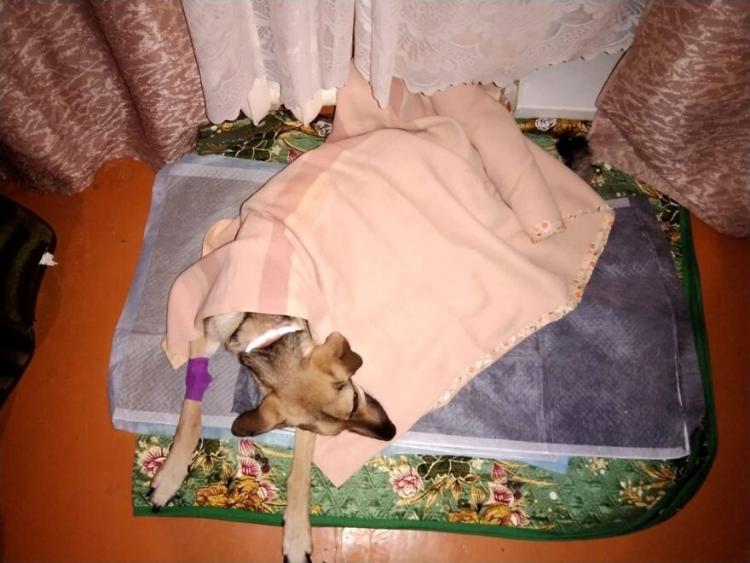 История собаки Рады, которая без сил свисала с балкона