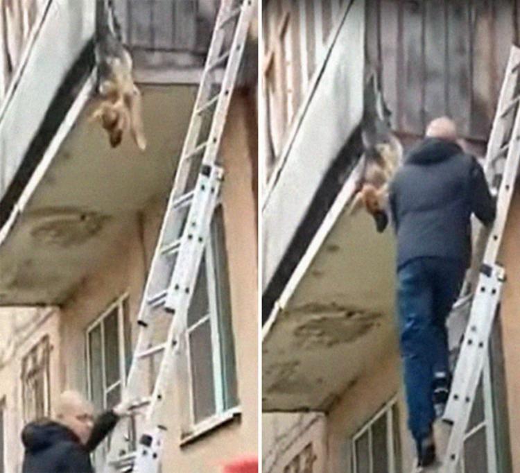 История собаки Рады, которая без сил свисала с балкона