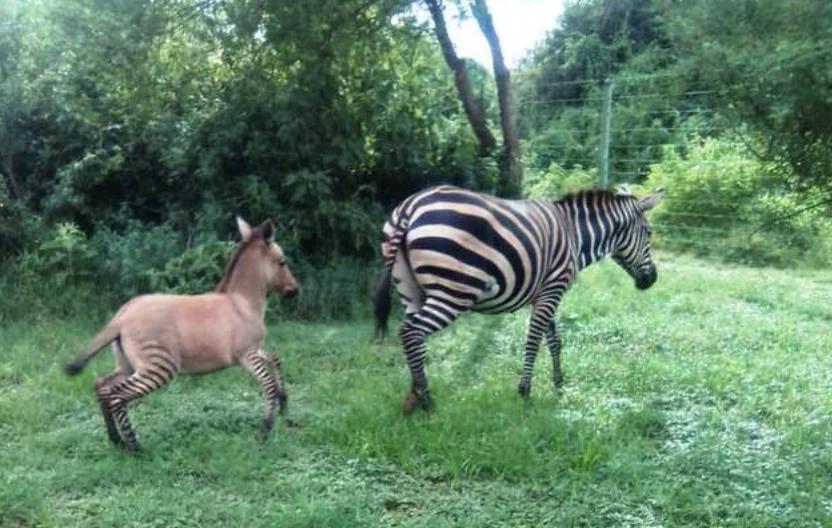 Романтическая история дружбы дикой зебры с фермерским осликом