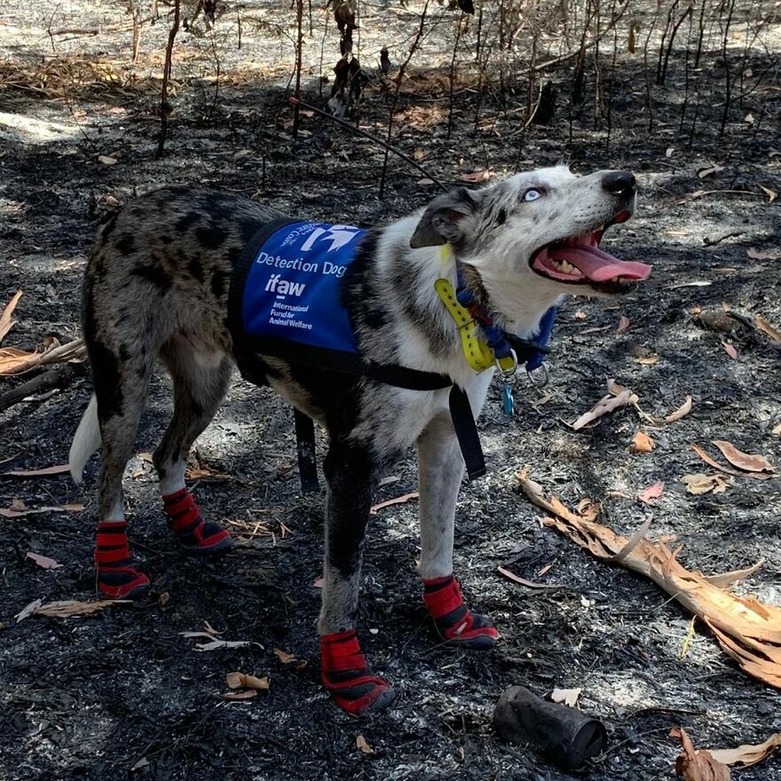 В Австралии наградили уникального пса, который спас в пожарах более сотни раненных коал