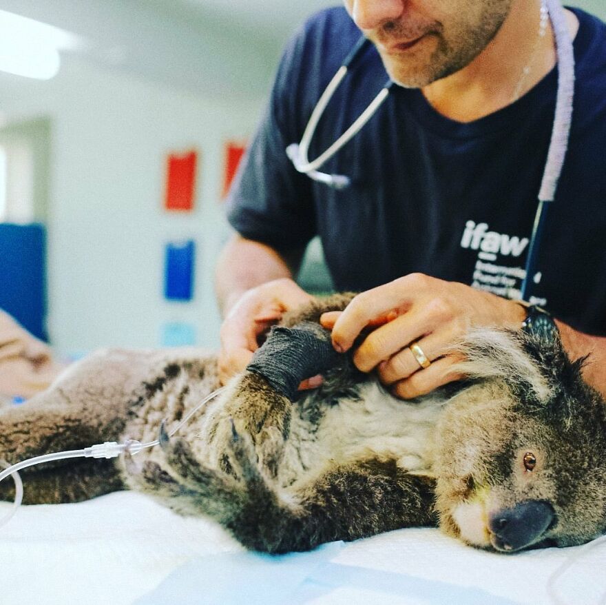 В Австралии наградили уникального пса, который спас в пожарах более сотни раненных коал