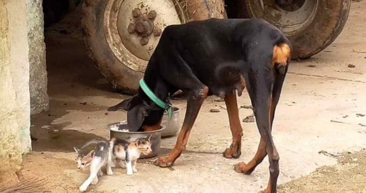 Мать-доберман воспитывает осиротевших котят
