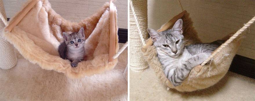 10 снимков, показывающих, как быстро растут кошки