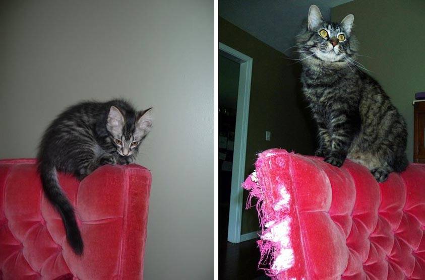 10 снимков, показывающих, как быстро растут кошки