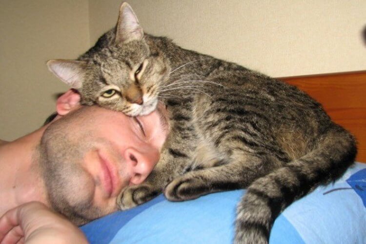Фото, доказывающие, что кошка признается вам в любви