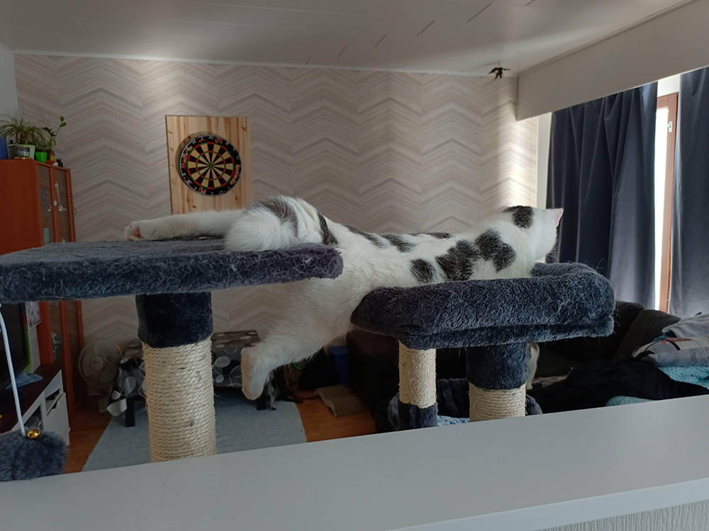 20 веселых котиков, которые играючись заставляют своих хозяев застыть в недоумении