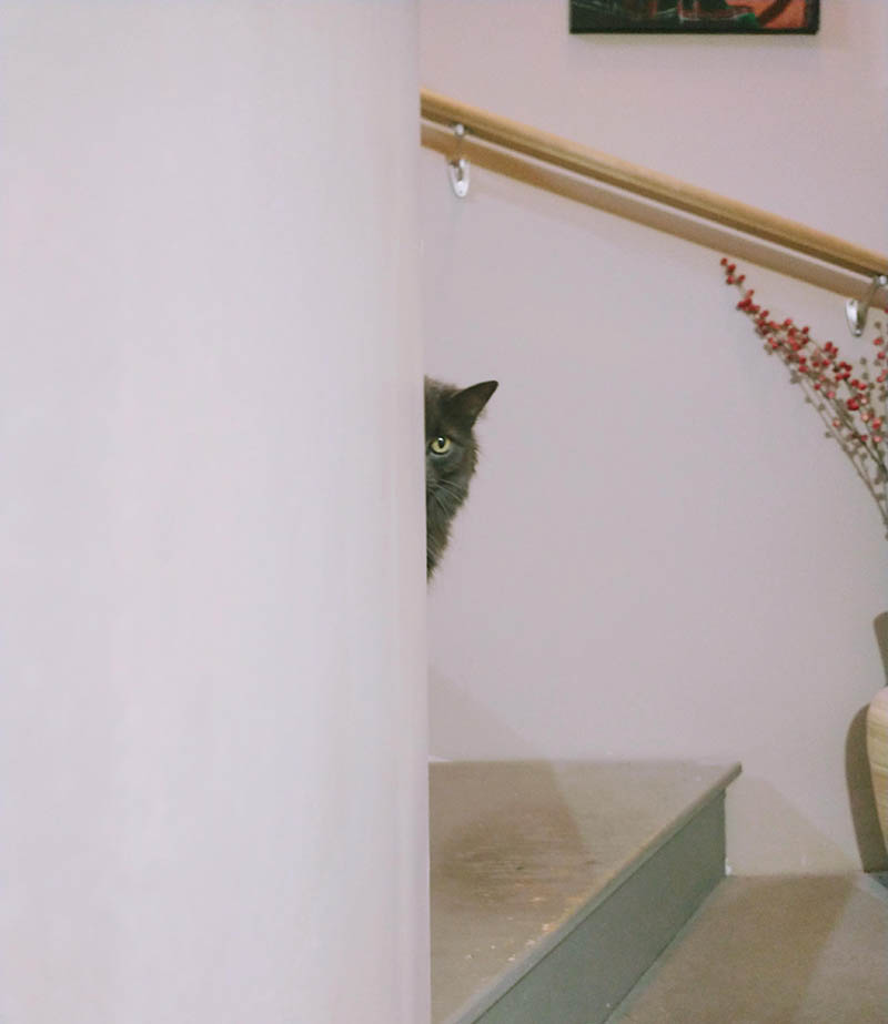 17 аргументов в пользу того, что ниндзя учились прятаться у кошек-бакэнэко