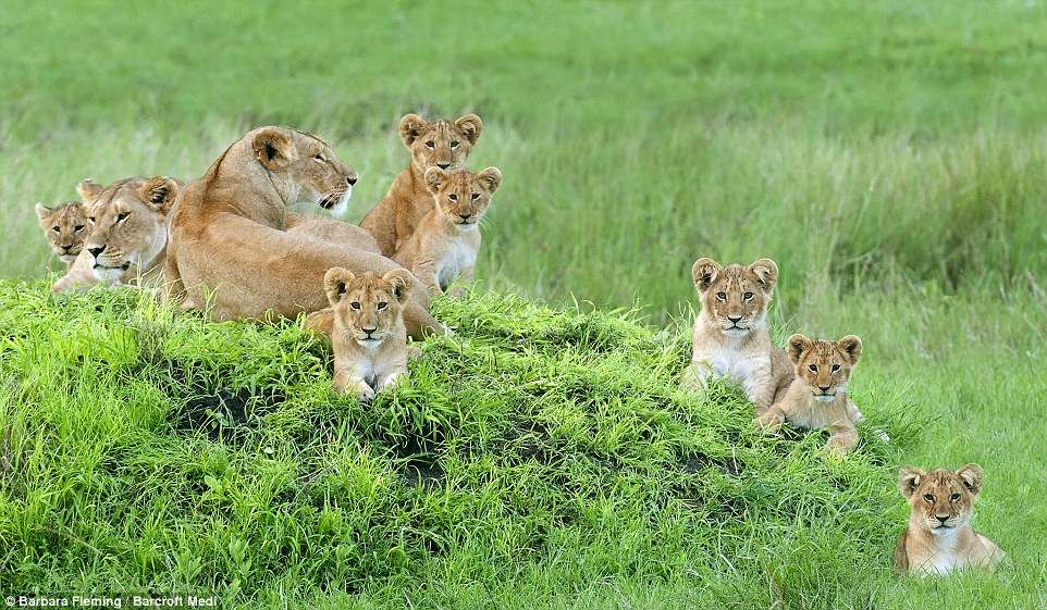 Потрясающие львицы с детенышами, которых запечатлел фотограф дикой природы