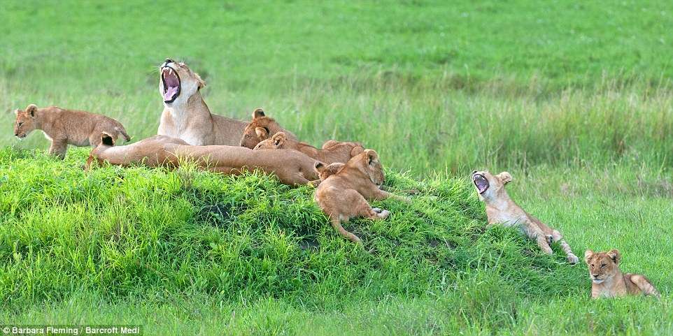 Потрясающие львицы с детенышами, которых запечатлел фотограф дикой природы