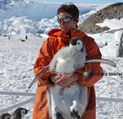 Самая редкая профессия в мире — переворачиватель пингвинов