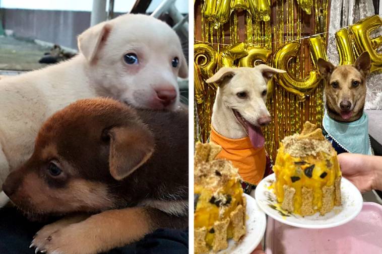16 фото «до и после», которые покажут, как брошенных животных преображает любовь новых хозяев