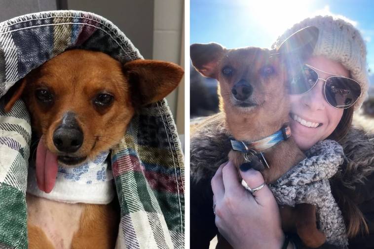16 фото «до и после», которые покажут, как брошенных животных преображает любовь новых хозяев
