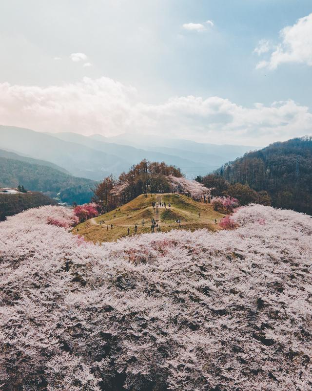 16 фотографий, которые расскажут про ханами – японский праздник цветения сакуры