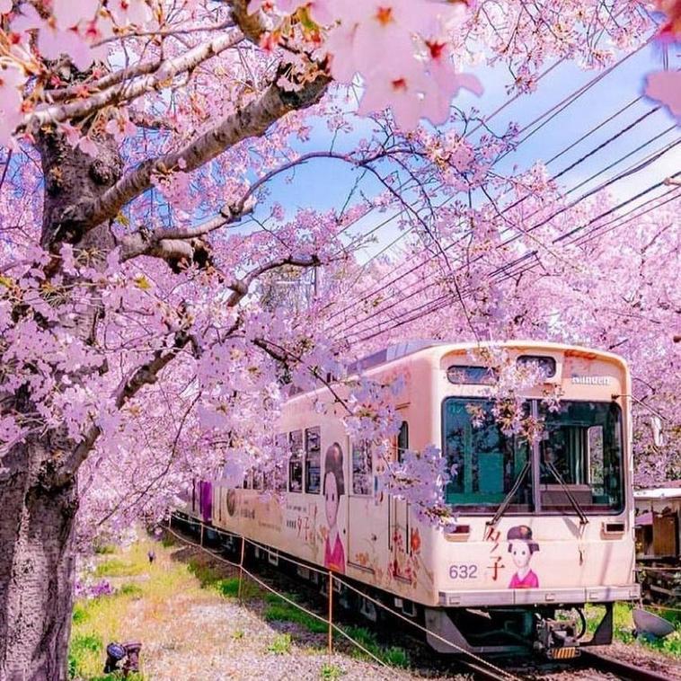 16 фотографий, которые расскажут про ханами – японский праздник цветения сакуры